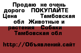 Продаю  не очень дорого , ПОКУПАЙТЕ, › Цена ­ 1 000 - Тамбовская обл. Животные и растения » Собаки   . Тамбовская обл.